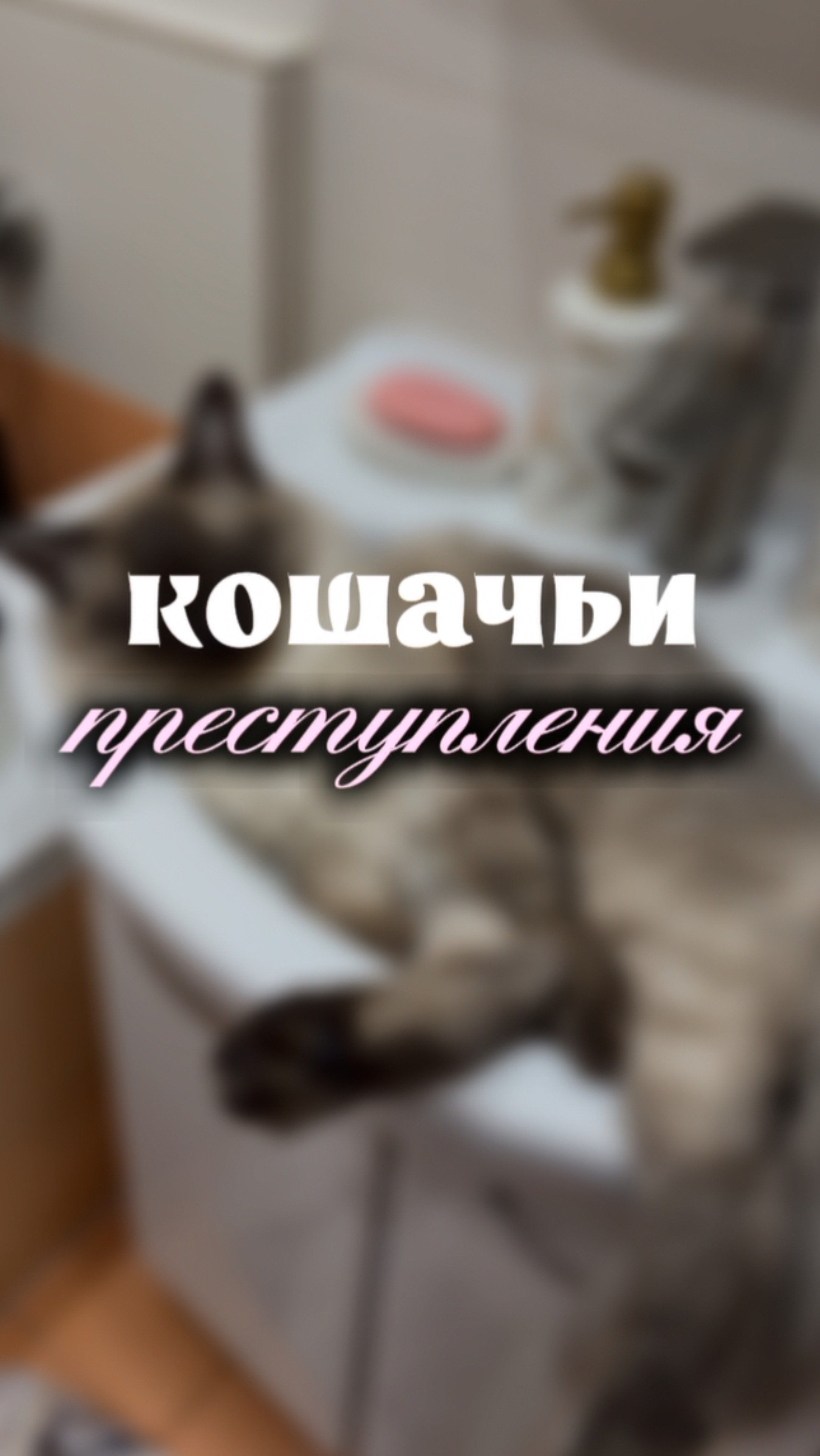 💙Боремся с кошачьими преступлениями как можем