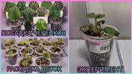 Посадка черенков. Отсадка и рассадка деток фиалок.