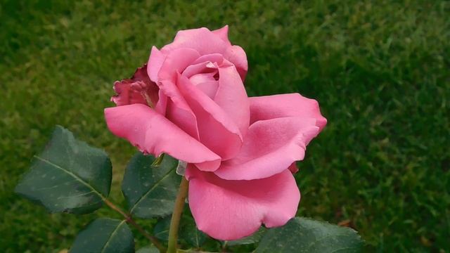 27=09=2025     КРАСНОДАР . ПАРК  СЕРГЕЯ ГАЛИЦКОГО.  ДЕНЬ ГОРОДА.  232  ГОДОВЩИНА.  JPG (186)