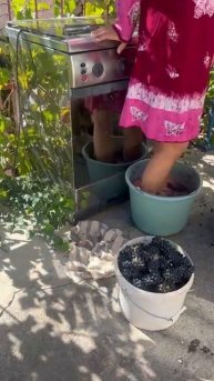 Собрали виноград. Будет вино