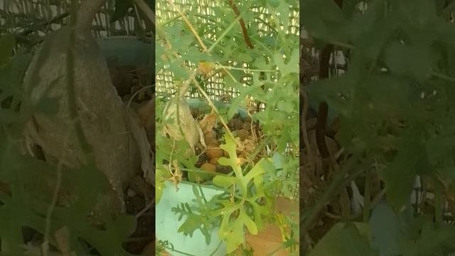 Кактусно суккулентные новости .Педиокактус, Турбиникарпусы, Кедростикс.