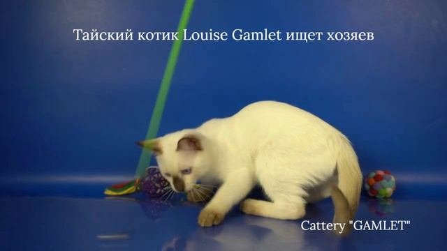 Тайские котята мальчик Louise Gamlet, 3 месяца 10 дней, шоколад-пойнт
