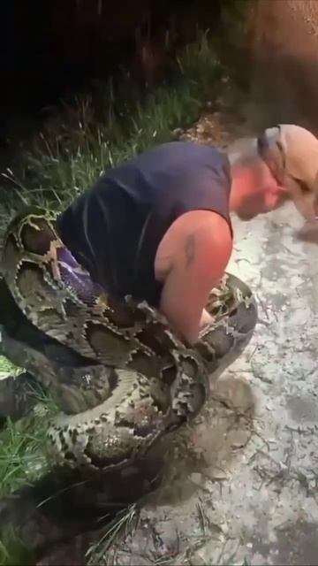 Мужчина пытается вырваться из удушающих колец питона