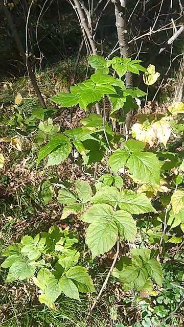 VID_20250927_134825250