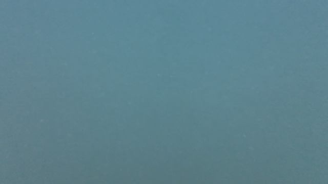 Находка пляж Читувай - плоский ежик, Находка, август 2025.