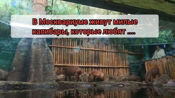 Самая лучшая профессия - чесать хвостики капибарам!!!!