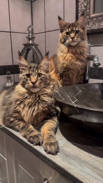 Наш TG Https://t.me/liveofcats
