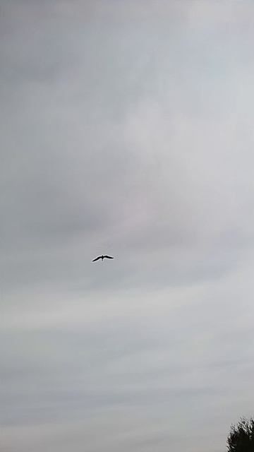 VID_20251002_102540.mp4