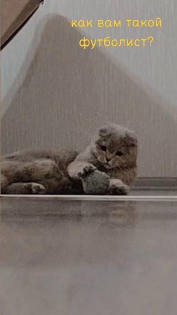 КОТ футболист / КОТ вратарь