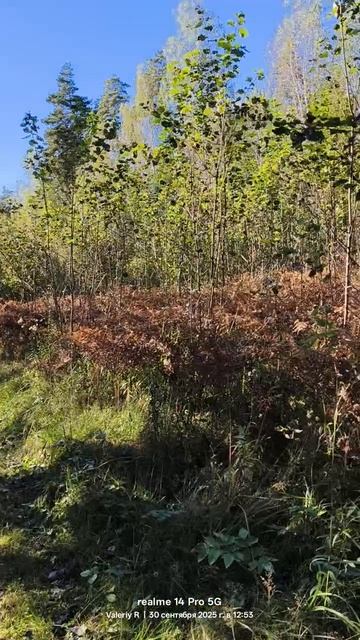 Прогулка в подмосковном лесу в последний день сентября 🌳🌲☀️