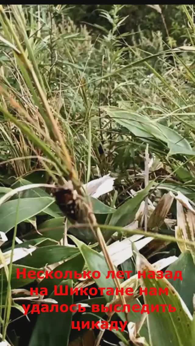 Цикады в нацпарке Чжанцзяцзе