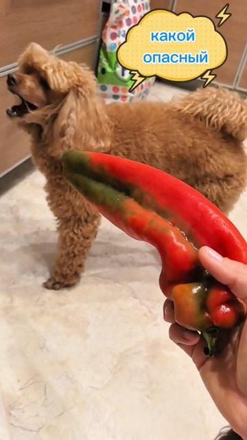 что поделать, у #собаки много #страхов