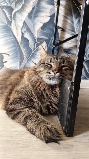 Тимка #кот #кошки #отдых #милыйкот #котики #животные #питомцы #расслабление  #котенок #шортс #short