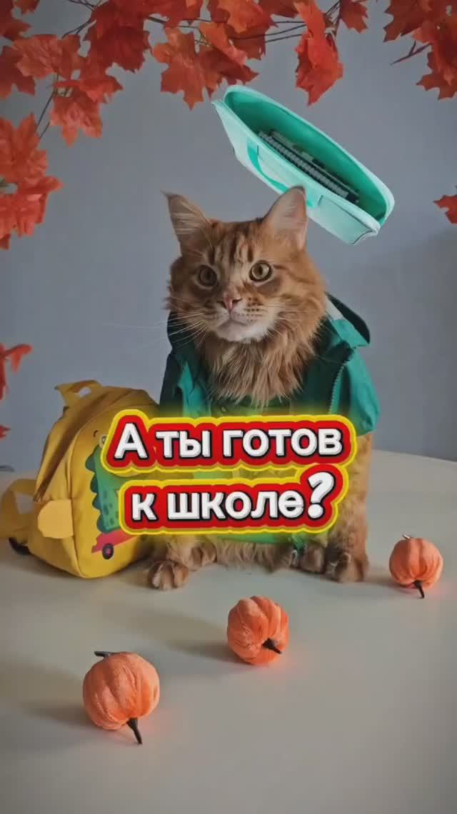 А ты готов к школе? #школа #котики #животные