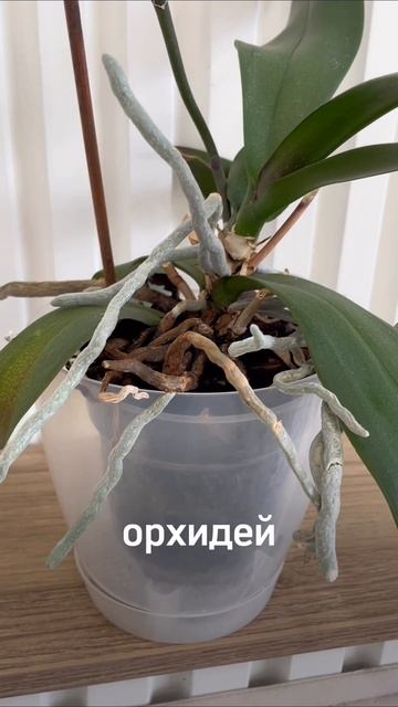 Орхидеям НУЖЕН прозрачный горшок - арт Wb: 145169062