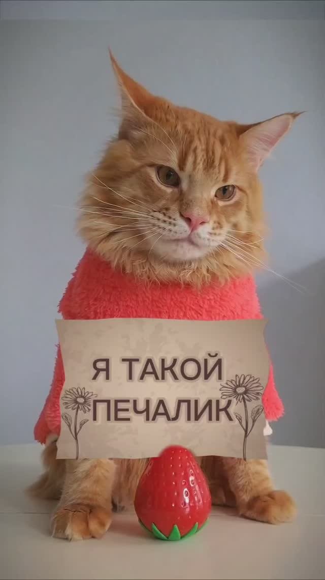 Печалик
#котики #животные
