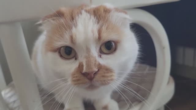 Мурка встречается с братвой. Murka Meets A Group Of Local Cats