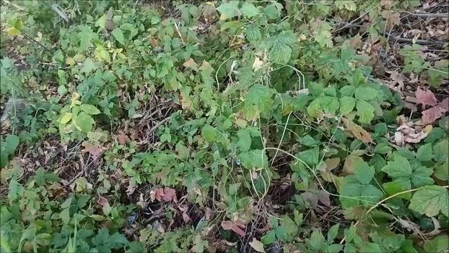 Рыбалка на Шиловском Котловане , 30.09.2025 года, мкр. Шилово, город Воронеж
