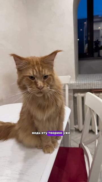 КТО УМНЕЕ КОШКИ ИЛИ СОБАКИ❓