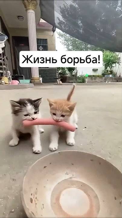 На это Можно смотреть ВЕЧНО!! Смешные Кошки и Собаки! 😂😂😂 #ShortsVideo