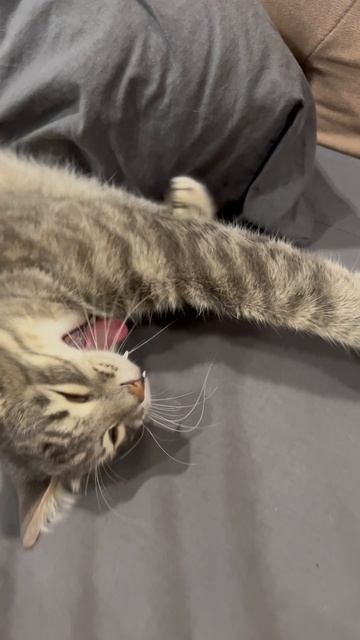 Мило спящий котик 🐱