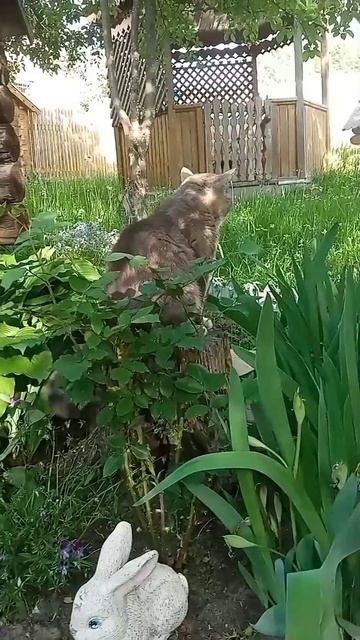 #Кот #Котбарси #котики #питомцы