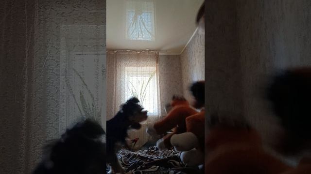 Дух в игрушке - собака и драка с Лютиком. 3-я часть.