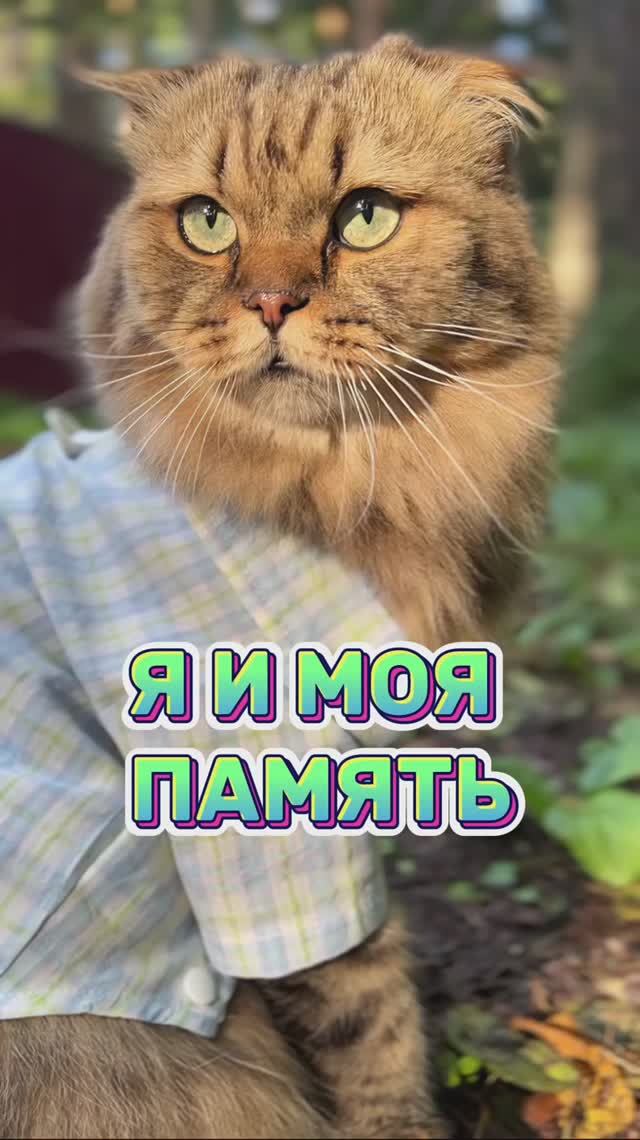 А у вас так было?😹 #котики #юмор #животные
