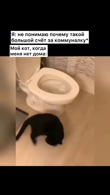 Хулиган 😺😄
