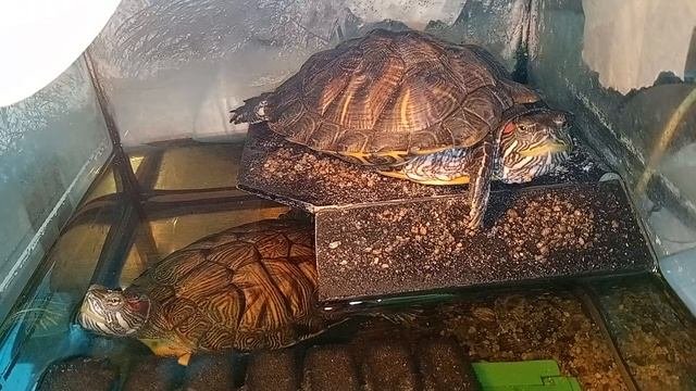 красноухие черепахи  02-10-2025
