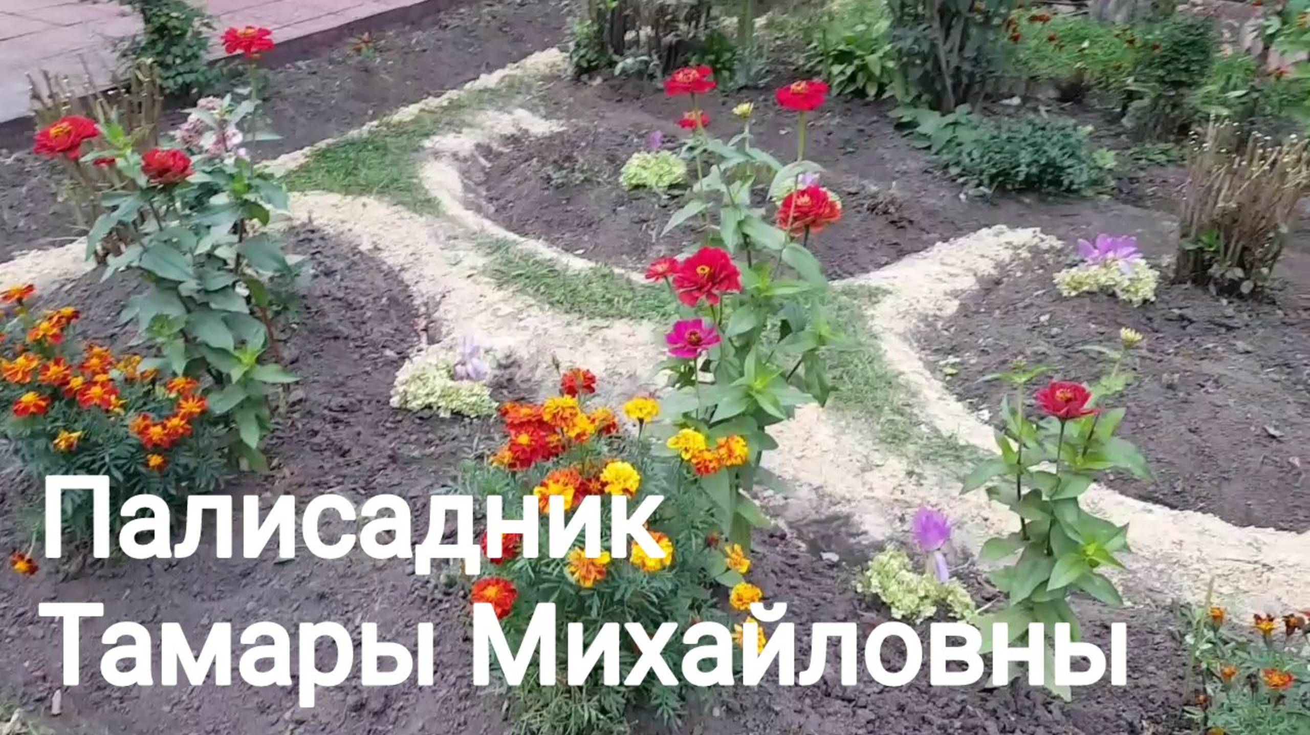 251002 Кошка Палисадник Тамары Михайловны улица Октябрьская клумба цветник цветы растения город Орёл