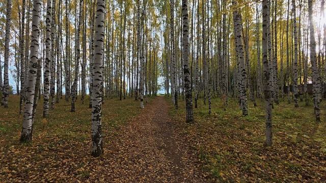 Прогулка по берёзовой роще на солнечном берегу