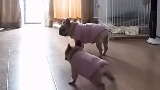 Доброе утро😊Переусердствовал с встряхиванием😂
