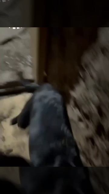 Пополнение в зоне СВО🤗Знакомьтесь – полковой пёс Зевс, его супруга и потомство