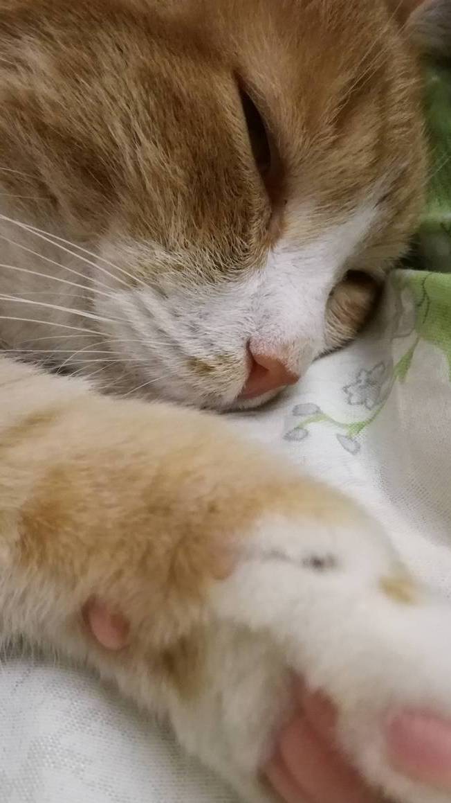 Радуемся теплым денькам и наблюдаем за своими хвостиками🐾 на наших котодромах.