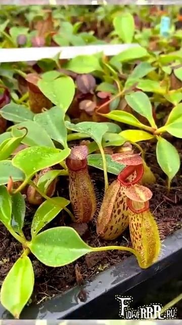 Непентес Talangensis * Robcantleyi (BE-3497)