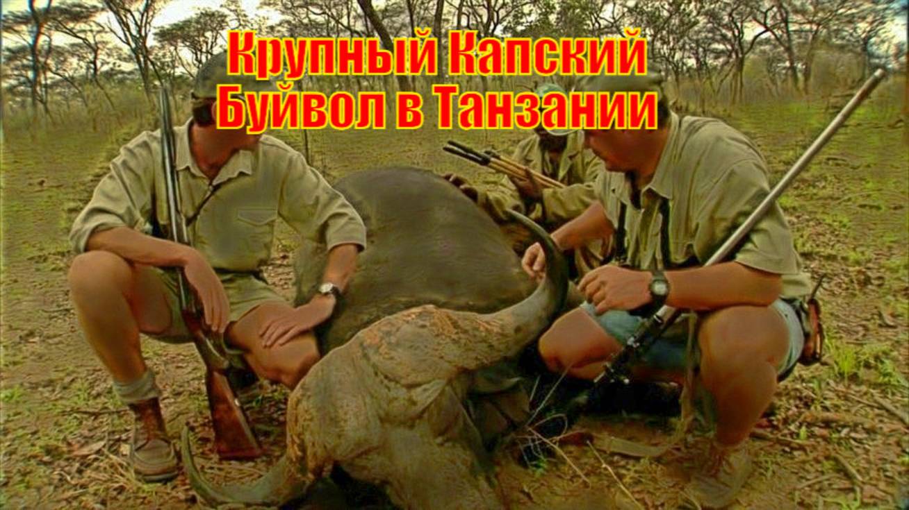 Крупный Капский Буйвол в Танзании
