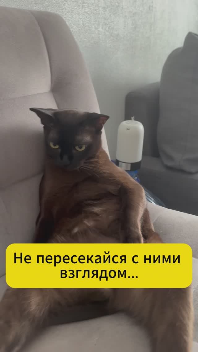 Никогда не пересекайся с ними взглядом... #кошка #cat #питомцы #кот #котики #юмор #факты #бурма