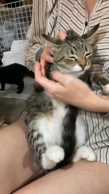Стесняшка - котенок Шпротик ищет дом. Приют Петербург