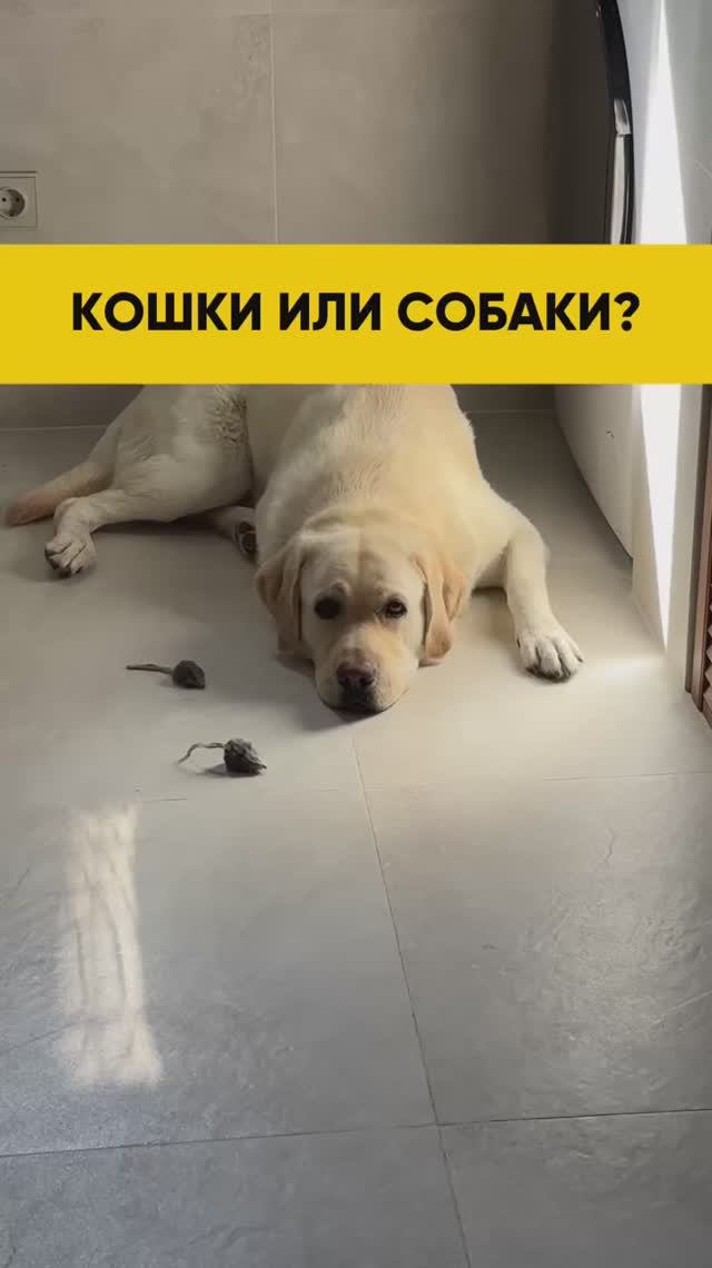 Пиши в комментариях