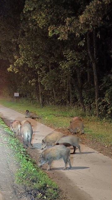 Кабаны совсем рядом с Питером) 🐗🥔🦛🥔🦛🥔