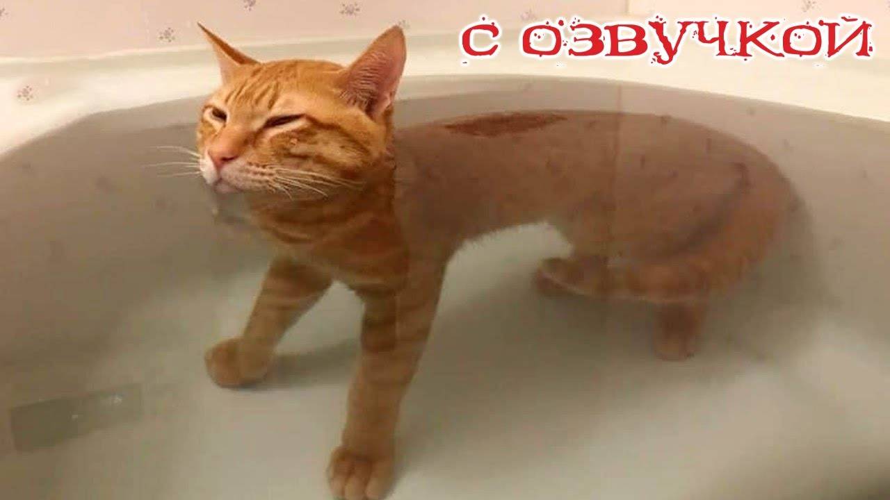 Смешные животные! Приколы с котами - мега угар - с озвучкой