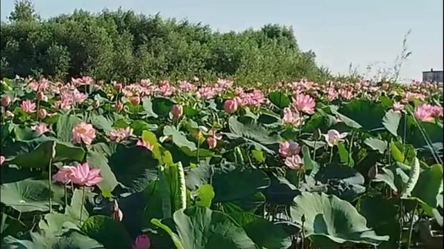 Лотосы в пруду