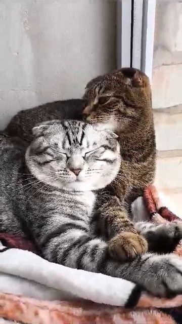 кот Тимон и кошка Василиса