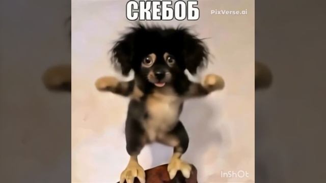 скебоб
