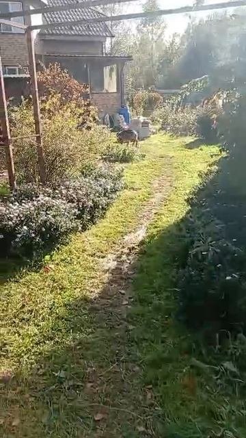 Гвидо летит на выгул 😅