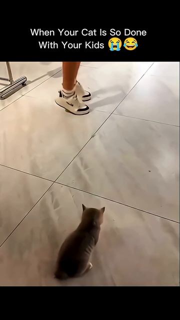 Смешные котяндрики - повторюшки 😭😂 #funny