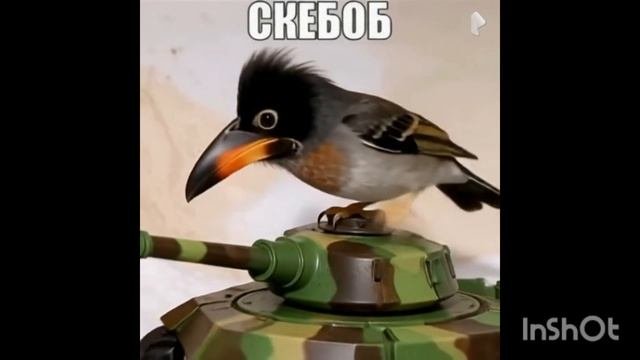 скебоб едет на танке