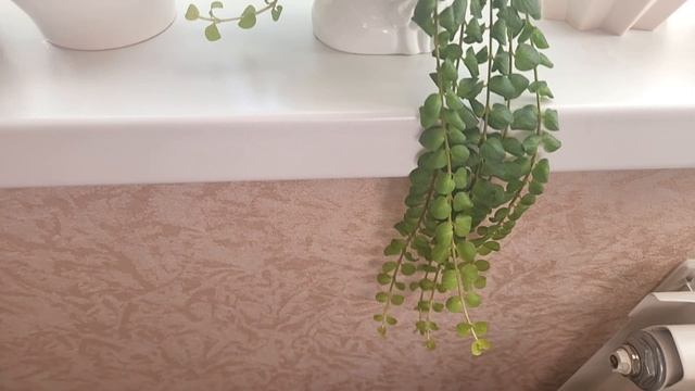 ЦИТРУСОВЫЕ , ДОМАШНИЙ  ХЛЕБУШЕК .