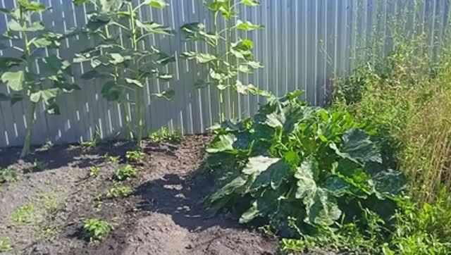 3.8.25г.   Очень ЖАРКО!!😒!   Наконец то есть🥒🥒🥒 КАБАЧКИ!!!